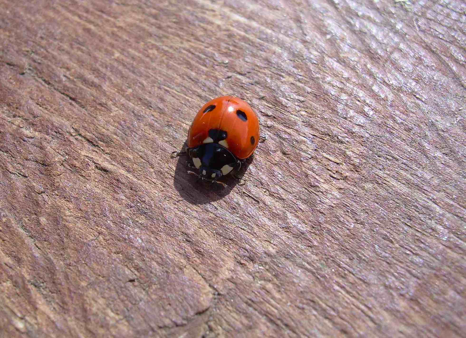 Coccinella septempunctata?